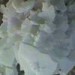 Ammonium Carbamate Flakes Manufacturers