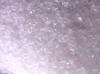 Citric Acid Manufacturers